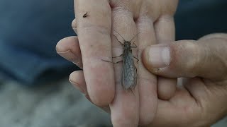Life cycle of the stonefly on the Yellowstone River