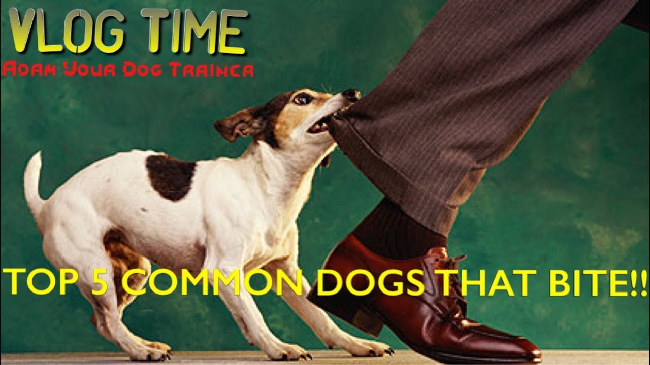 Top 5 Common Dog Breeds that bite YouTube