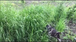Archibald De Valles Slavonica Fci - Training With Quail