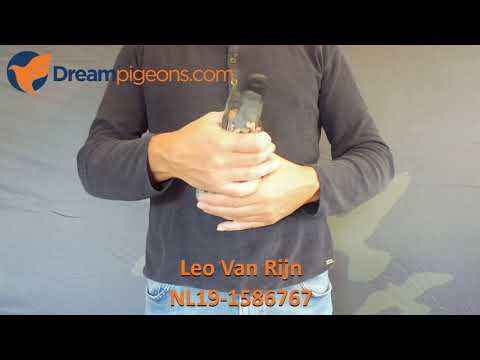 NL19-1586767 - Leo Van Rijn Dreampigeons Auction Video