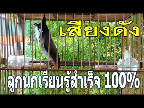 Thailand bird - เสียงนกกรงหัวจุก สำหรับต่อ หรือ เปิดให้นกคึก เสียงเพราะๆ - part 1