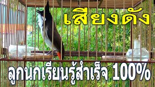 Thailand bird - เสียงนกกรงหัวจุก สำหรับต่อ หรือ เปิดให้นกคึก เสียงเพราะๆ - part 1