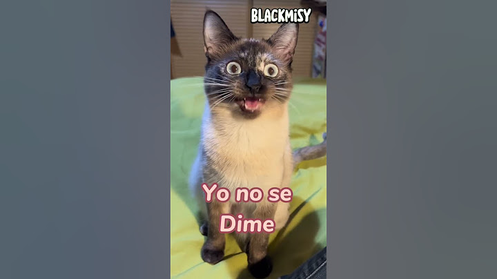 Chistes con gatos “piojo y calvo”