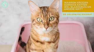 WAAROM KRIJGEN SOMMIGE KATTEN BLAASGRUIS EN ANDERE NIET? - De gelukkige huiskat | Kattengedrag by De gelukkige huiskat 461 views 4 months ago 6 minutes, 18 seconds