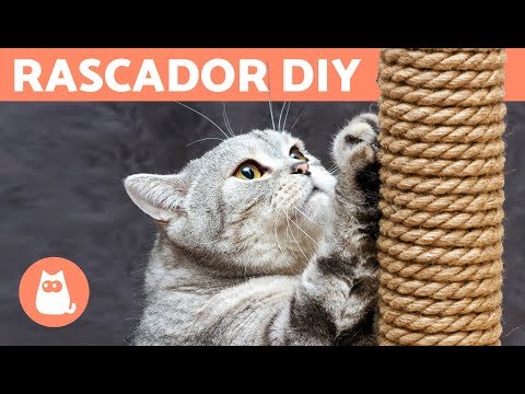Video: Rascadores para gatos hágalo usted mismo: ¿es fácil hacerlos?