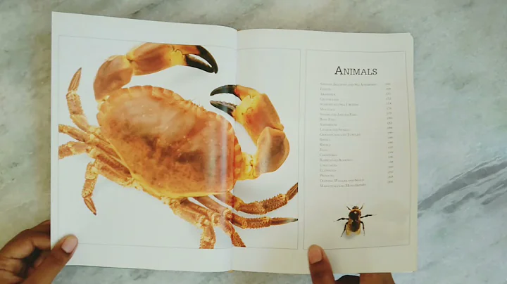 The Visual Dictionary😍😍|BY DK|ultimate family dictionary | book that shows you not just tells you|