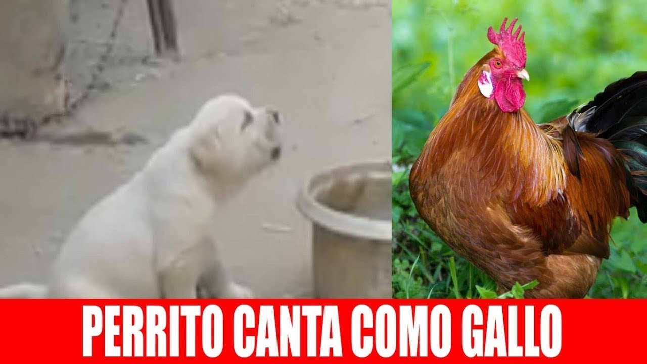 Sitio Andino | https://www.youtube.com/embed/01SkacfdbVo?autoplay=1