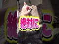 猫を飼うと人はこうなる