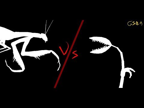 Praying Mantis VS Triffid