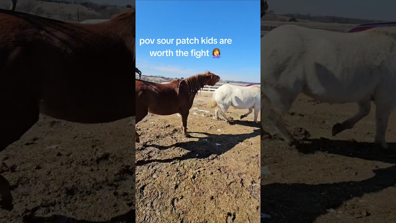 Ambers favorite snack is sour patch kids. Its worth the fight. 