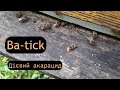 Варроатоз бджіл / Обробіток ба-тіком та результат по кліщу