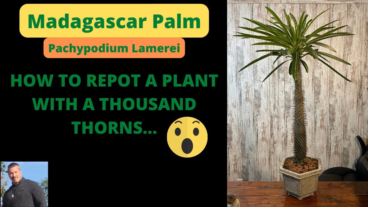 REPOTTING A MADAGASCAR PALM Pachypodium Lamerei YouTube