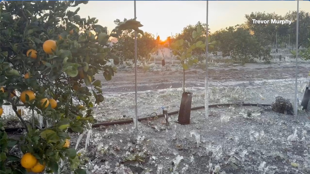 Florida’s Citrus Industry Takes Another Hit After Rare Multi-Day Freeze