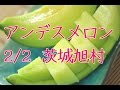 アンデスメロン カット方法、切り方 茨城県鉾田市旭地区 旭村 通信販売で果物のお取り寄せ。フルーツカット。Japanese Andes melon