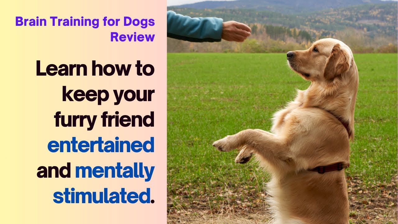 Unlock Your Dog's Genius - Discover Brain Training for Dogs
