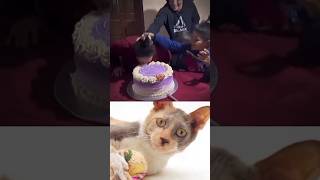 Funny Cat Video 😂😂😂#Shorts#Funkis #fails #memes