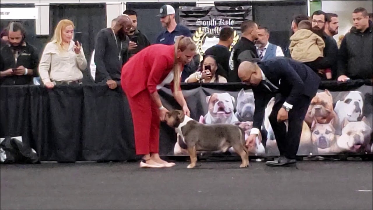 american bully show 2019