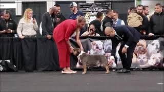 2019 ABKC Nationals Rhino Valley Recap - American Bully Grand Champion Class (Houston,TX)