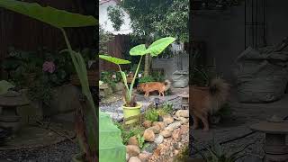Betapa bahagianya anjing itu tinggal di rumah dengan halaman!? ©red/小狗在摇尾巴