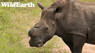 WildEarth - Sunset Safari -  19 February 2024