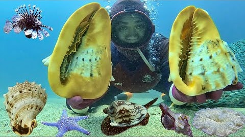 Bắt Được Con Ốc Khổng Lồ Chỉ Có Ở Mực Nước Sâu, Thành Quả Một Ngày Lặn Biển Đầy May Mắn | Cảnh 86