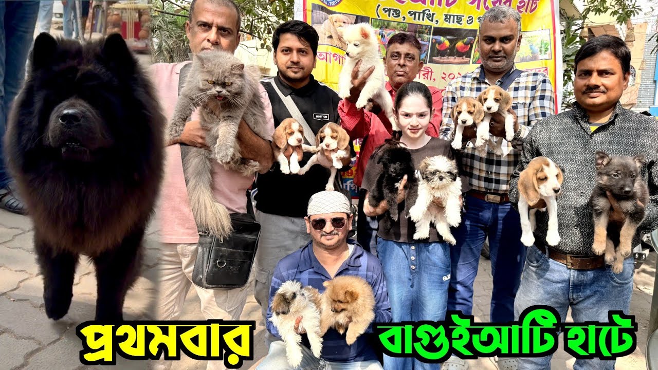 Baguiati Pet Market. Dog Market in Kolkata. Persian Cat's Market. Kolkata Pet Market.