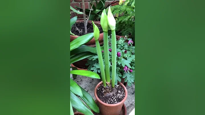 Westerley Greenhouse Tour with Charles Venable