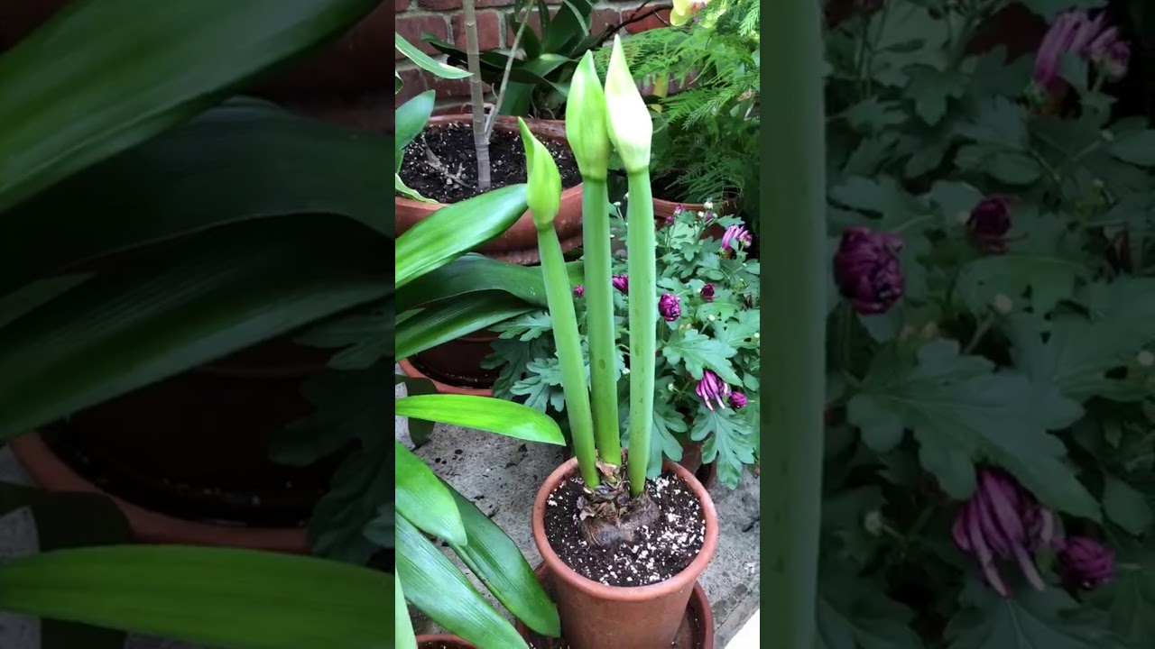 Westerley Greenhouse Tour with Charles Venable