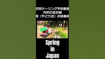 花見ツーリング予告動画　丹沢の宝石箱「寄地区の枝垂れ桜」　 #shorts #カブツーリング #sakura #hanami #japan