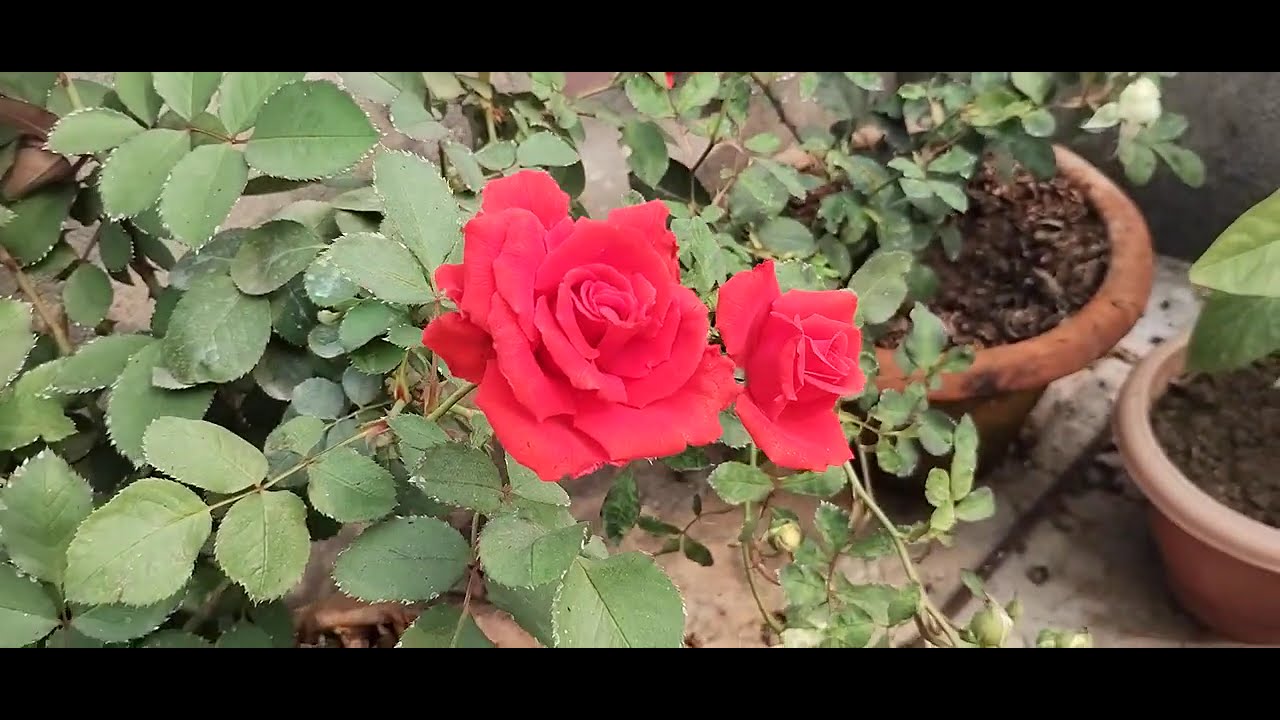 Orange Rose Meaning: Passion, Energy & Beauty Unveiled!