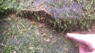 Leaking Waterfall Assessment