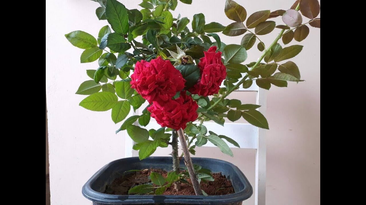 Como Plantar E Fazer Sua Roseira Florir Da Forma Mais Fácil Do Mundo Youtube