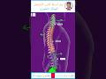 أحياء ثالثة ثانوي الدعامة في الإنسان الهيكل المحوري السؤال التاسع Shortsvideo Biology أحياء ثالثة ثانوي الدعامة في الإنسان الهيكل المحوري السؤال التاسع Shortsvideo Biology