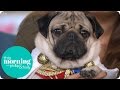 Holly And Phillip Meet Adorable Doug The Pug | This Morning