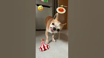 Chihuahua tries to eat spaghetti 🍝😂 #pet #funny #dog #pets #chihuahua #life #pasta #cool