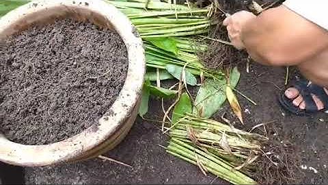 Cách trồng củ bình tinh