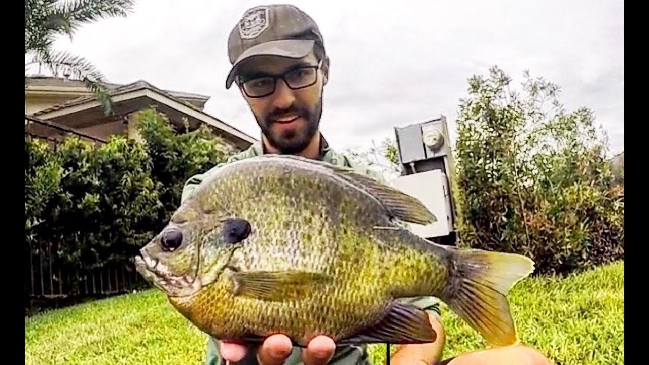 Fishing for 12 INCH BLUEGILL! 