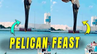 Fishing Captain Shares Catch Scraps with Pelican