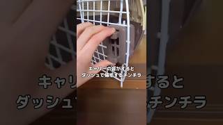 キャリーの音＝帰宅の時間と理解している天才チンチラ #チンチラ #キャリー #shorts