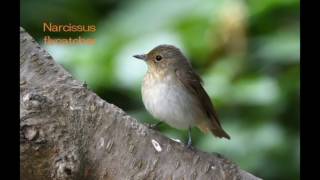 Birdwatching Hekurajima Japan 2017 44 species