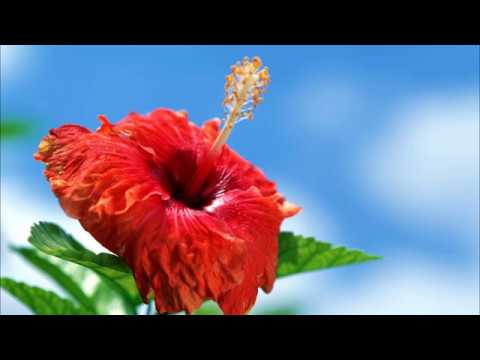 Храни Господь тебя и в день рожденья твой Елена Ваймер