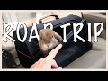 How to travel with a rabbit part 2