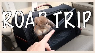 HOW TO TRAVEL WITH A RABBIT (part 2)