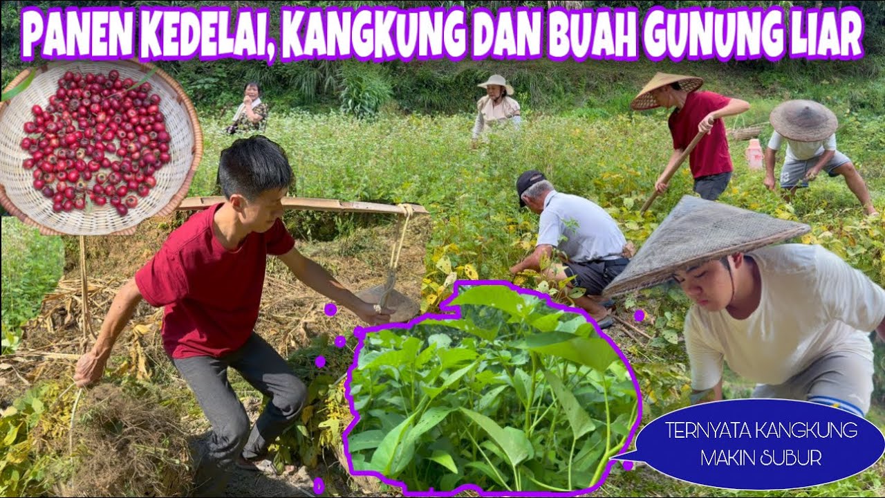 TERNYATA KANGKUNG MAKIN SUBUR, LANJUTKAN KEGIATAN PANEN DAN MEMBERSIHKAN KEBUN DI DESA CHINA