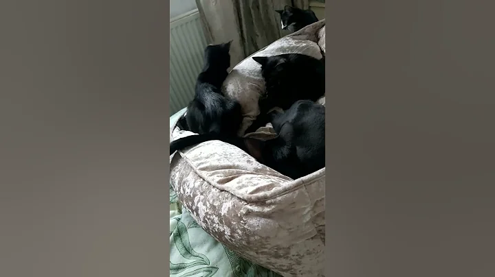 Watch the video about #scarlettdepp #orientalkittens #josie #galina #emerald #dior #leonardo ORIENTAL KITTENS PLAYING