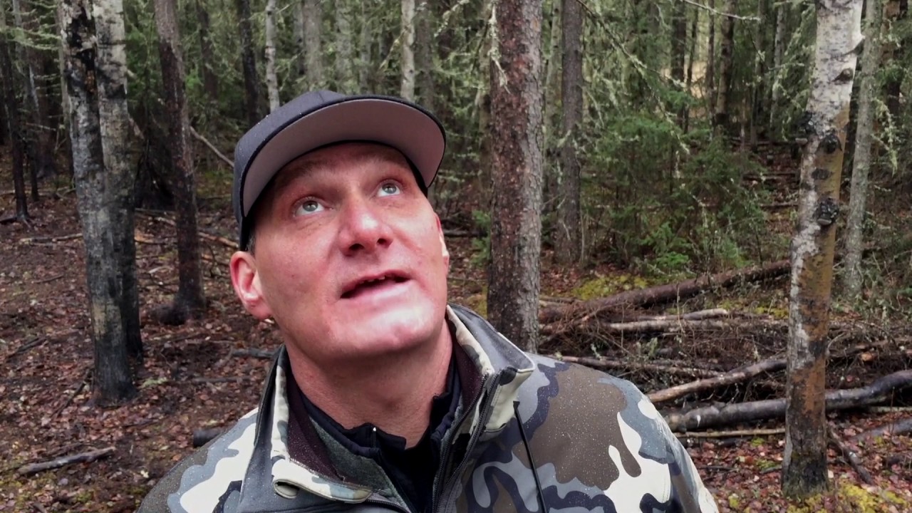 video phone beyonce mp3 Hunter Argues with Bear in Tree