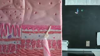 Digestive tract Model for Bio 207 A&P I Histology Lab 1