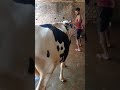 bahut sasti cow