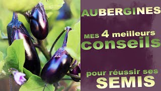 🍆 Mes 4 conseils pour REUSSIR ses Semis d'Aubergines - FACILEMENT🍆