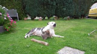 American Staffordshire Terrier and Chihuahua